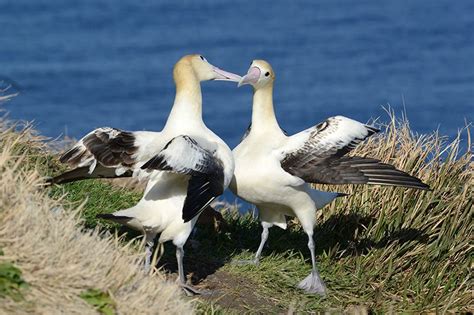 The Short Tailed Albatross A Majestic Bird Driven To The