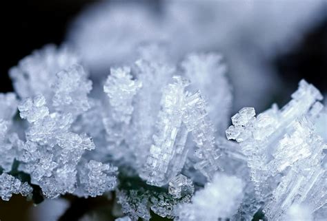 Free Images Nature Branch Snow Cold Flower Petal Frost Ripe