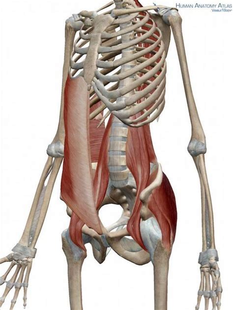 Your Core Muscles Deeper Than You Think Psoasrelease Core Muscles