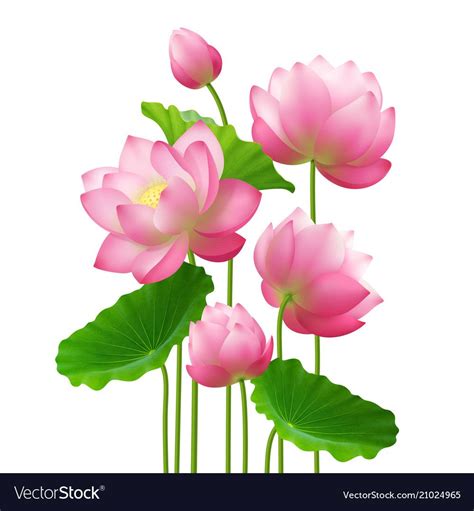 Bunch Of Beautiful Lotus Flowers With Leaves Close Up Isolated Image On