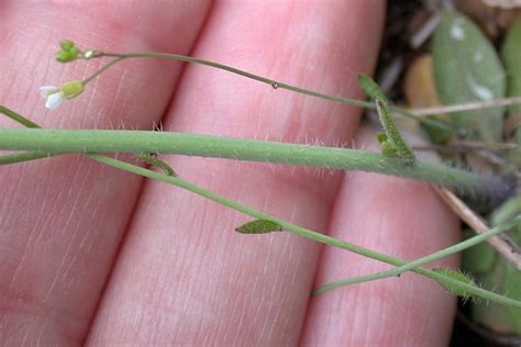 Arabidopsis Thaliana Mouse Ear Thale Cress Go Botany