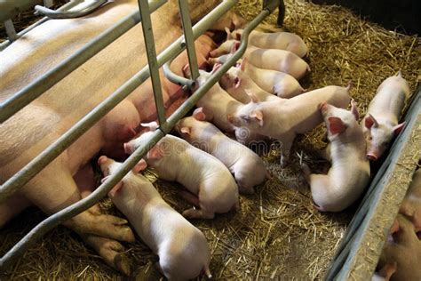 Little Pigs Sleeping After Suckling In The Barn Indoors Stock Photo