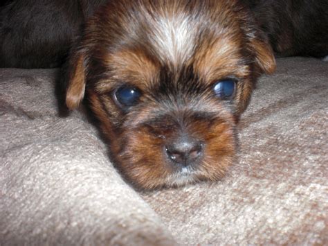 Shorkies are a mix between a yorkshire terrier and a shih tzu, meaning there is a bunch of personality inside their little bodies! Tiny Shorkie Puppies: THE PUPPIES ARE THREE WEEKS OLD
