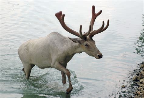 Caribou Animals Facts And Photographs The Wildlife