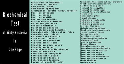 Biochemical Test And Identification Of Bacteria