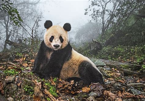 √ Animal National Geographic Nature Photos Alumn Photograph
