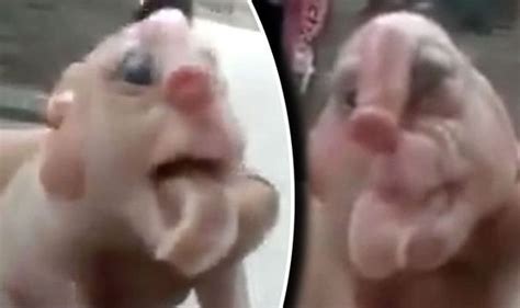 Bizarre Piglet Born With Human Like Face And Penis Foreheads Freak Out