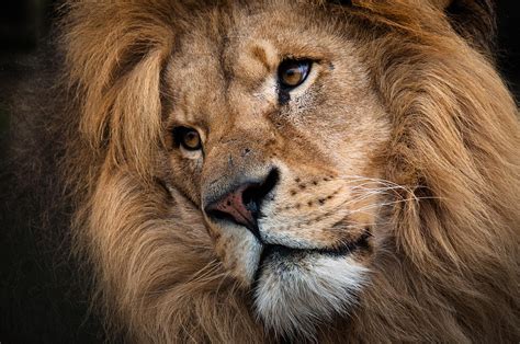 Leo Male Lion Head Angled Close Up Photograph By Ruth Bourne Lrps