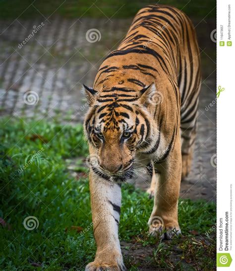 Close Up Indochinese Tiger Stock Image Image Of Roar Nature 116473657