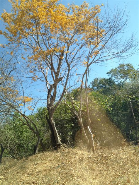 Mature american plum trees reach up to 35 feet in height. A yellow tropical flowering tree | Flowering trees ...