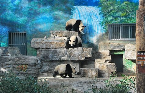 Baby Pandas Beijing Zoo Giant Panda House May Wong Flickr