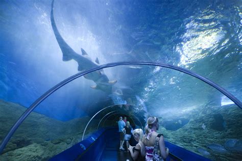 Underwater Aquariums Around The World Welcome To Star Vacations
