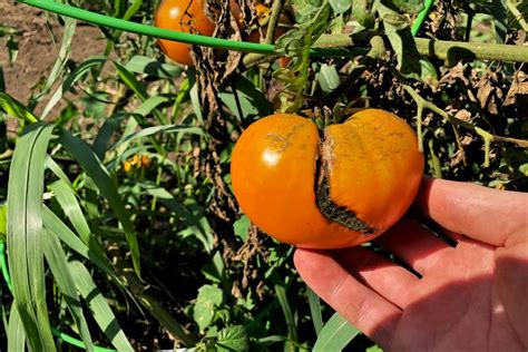 Avoid Those Ugly Cracked Tomatoes Heres How Tomato Geek