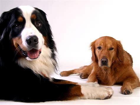 Top 10 Large Dog Breeds That Are Friendly To Cats All Big Dog Breeds