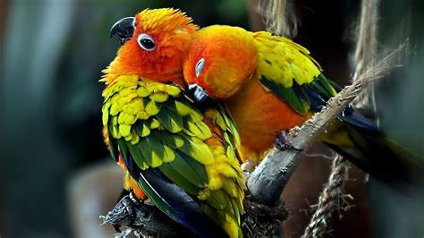 1920x1080 1920x1080 Love Parrots Couple Birds Coolwallpapersme