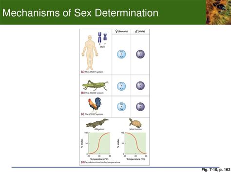 Study Finds Key Mechanism Important For Sex Determination In