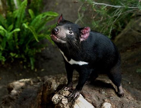 Study Tasmanian Devils Evolve To Resist Transmissible Cancer The Week
