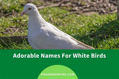 200 Cute And Funny White Bird Names Sonoma Birding