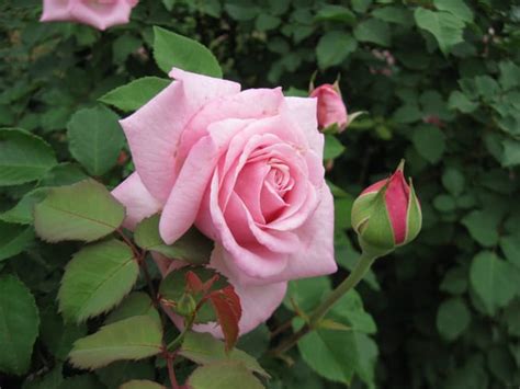 Belindas Dream Rose Garden Style San Antonio