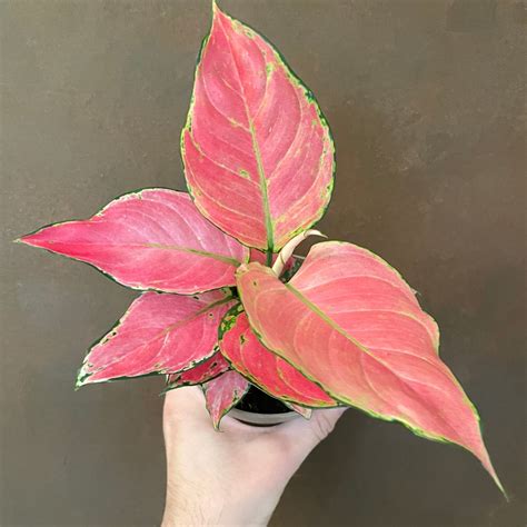 Aglaonema Star Pink Grow Urban Edinburgh