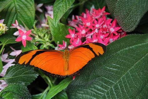 The Orange Butterfly Just On The Beautiful Flower Yrjö Jyske Flickr