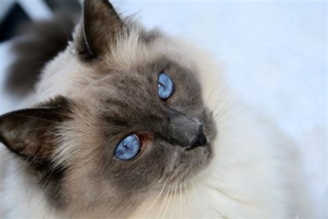 Everything You Need To Know About Blue Point Ragdoll Cats