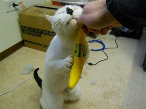 Banana Cat All Things Kitty Pinterest