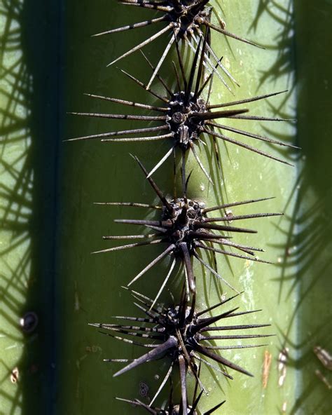Saguaro Stacheln Kaktus Arizona Kostenloses Foto Auf Pixabay Pixabay