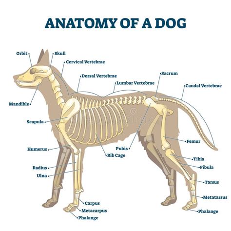 Female Dog Body Parts Labeled Anatomy Of A Dog 1782934 Vector Art At