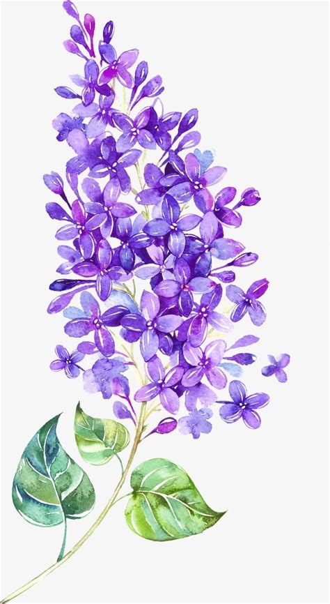 Floating Flower Lilac Painting Flower Drawing Watercolor Flowers