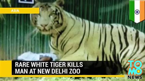 Mp4 360p Why The White Tiger Eat The Boy In Delhi Zoo Thats Why