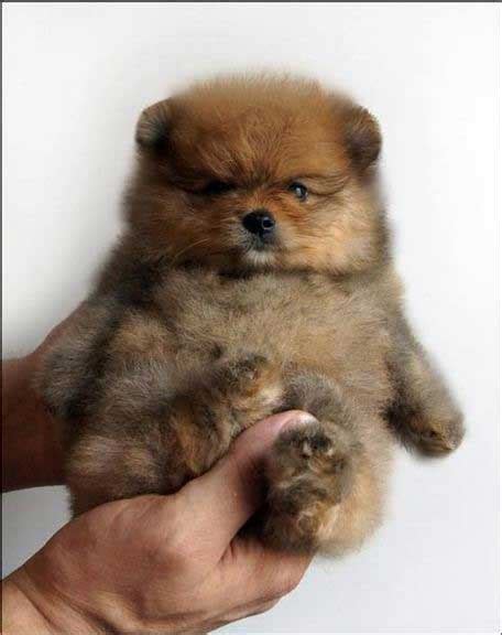 Teacup Teddy Bear Puppies What You Need To Know