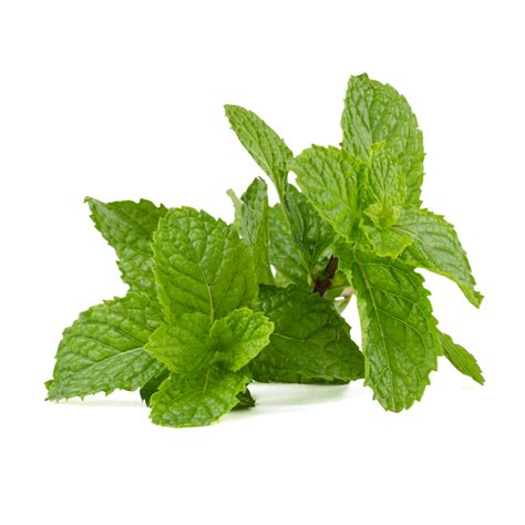 How To Propagate And Grow Mint Pioneer Thinking