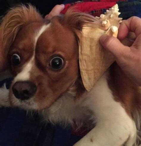 The Most Awkward Dogs 30 Photos Funny Things