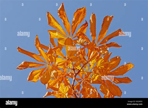 Leaf Branch Hi Res Stock Photography And Images Alamy