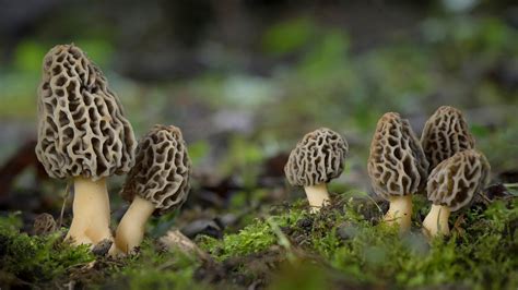 Where To Find Morel Mushrooms Mushroomstalkers