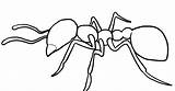 Ant Coloring Pages Ants Color sketch template