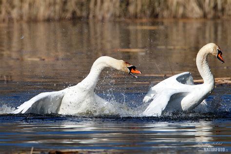 The mute swan was introduced to new zealand during the 19th century as an ornamental species the mute swan is a large, entirely white swan. Mute Swan Photos, Mute Swan Images, Nature Wildlife ...