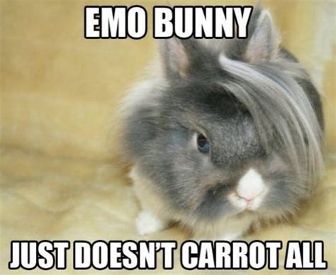 15 Funny Bunny Memes Momenmoazzum