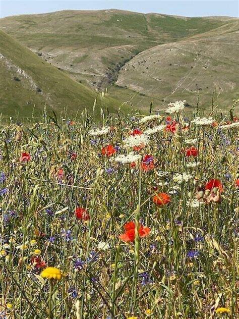 Magnificent Flowers Found In Italy