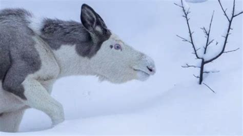 Photographer Captures Images Of Piebald Moose Looking Like A Mythical