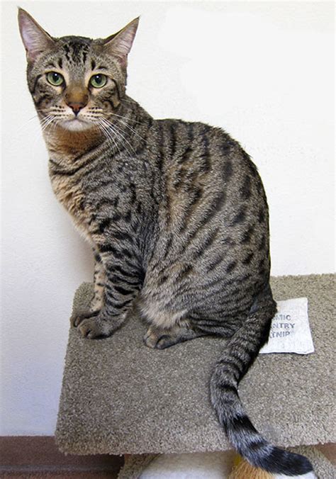 Available bengal cats and kitten for sale. Q - Sundays at the Shelter