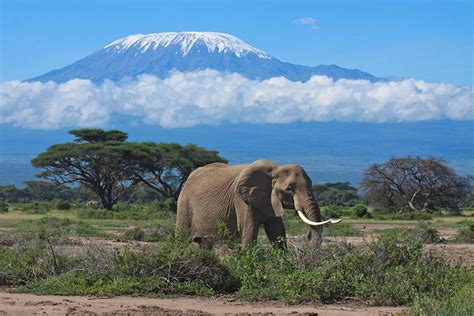 Mount Kilimanjaro National Park Tanzanian Safari