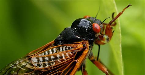 more cicadas that like to scream are emerging this summer