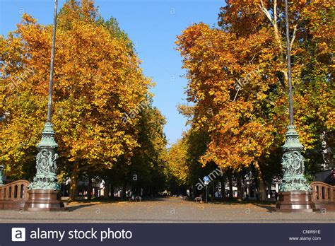 The london planes planted at highbury fields1, islington, shortly after it became a public open space in 1885, are a little over 120 years old and form a unique series of interlocking avenues. London Plane Trees Platanus Acerifolia Stock Photos ...