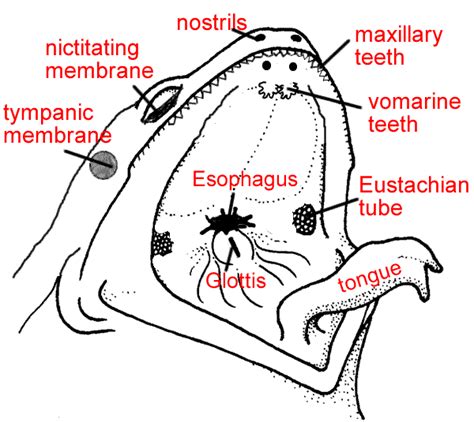 Male Anatomy Diagram Labeled Crayfish Ventral View Anatomy Male