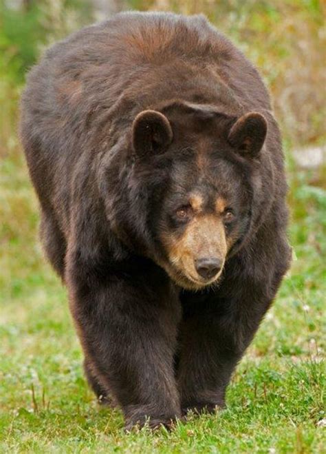 Bears And Ducks Update September 23 2015 The Wildlife Research