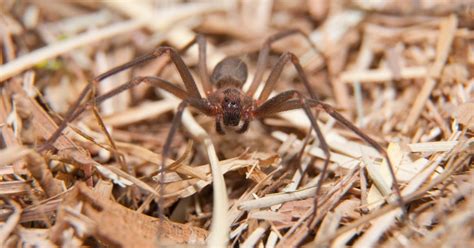 Brown Recluse Spider Bites Symptoms And Pictures