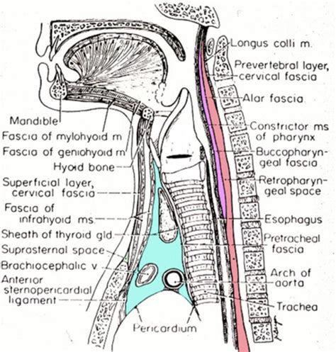 Neck Surface Anatomy Fascia Spaces Triangles Muscles Flashcards