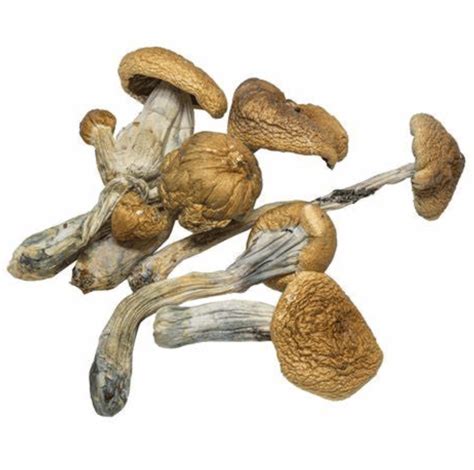 1 Pound Dried Mushrooms Hillbilly Psilocybe Cubensis Get Well Shroom